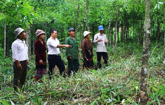Quảng Trị đặt mục tiêu có 100.000 ha rừng gỗ lớn